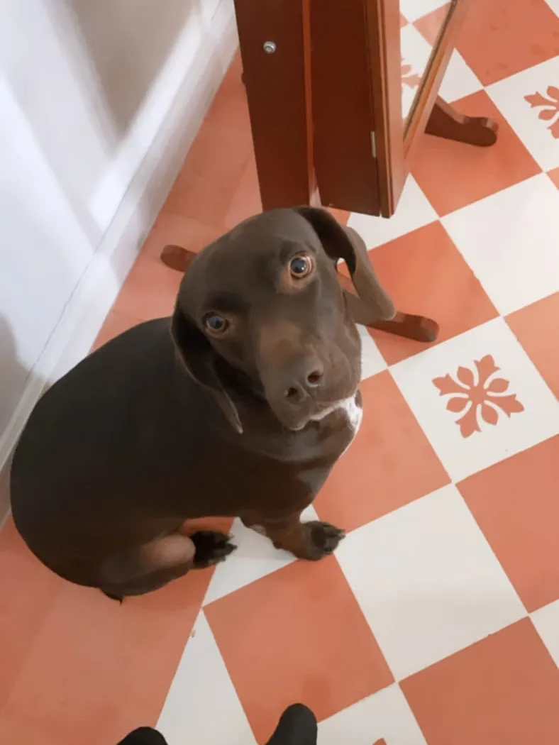 A dog resting on an orange and white checkerboard tile floor